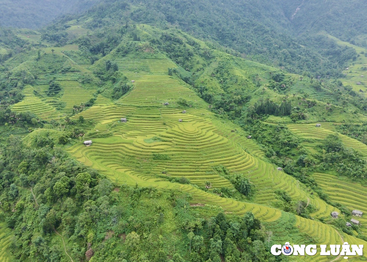 Vẻ đẹp mùa lúa chín tại ngôi làng dưới chân đỉnh Tây Côn Lĩnh