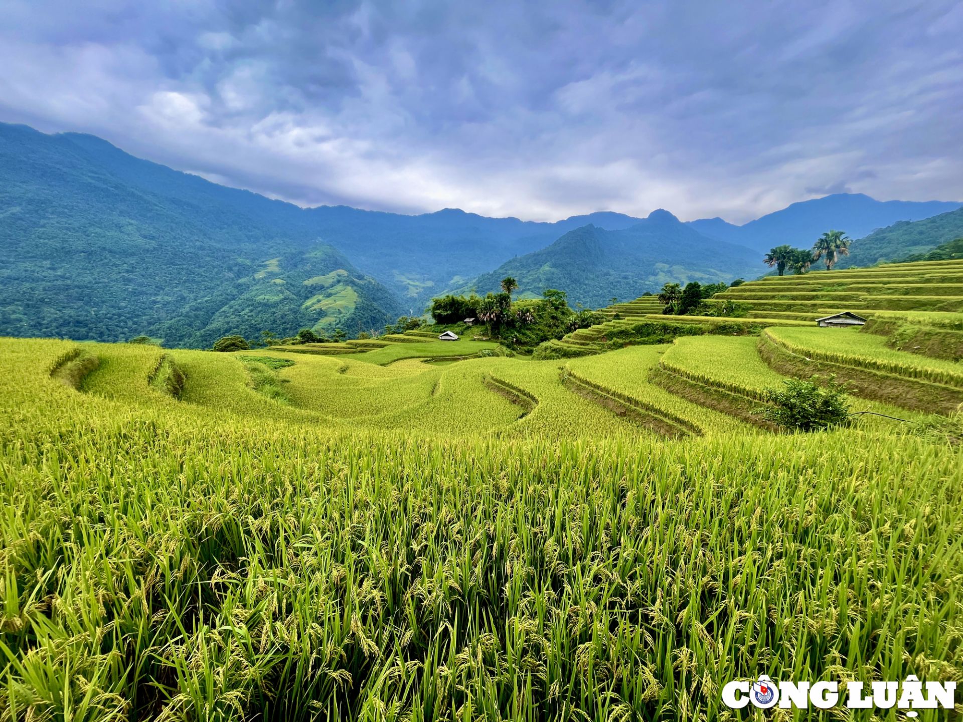 Vẻ đẹp mùa lúa chín tại ngôi làng dưới chân đỉnh Tây Côn Lĩnh