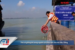 Thả cá giống bổ sung nguồn lợi thuỷ sản cho hồ Dầu Tiếng